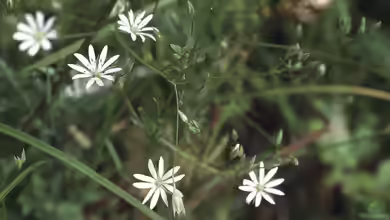 Stellaria graminea im Garten pflanzen