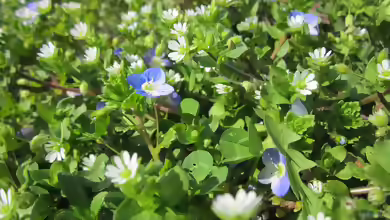 Stellaria media im Garten pflanzen
