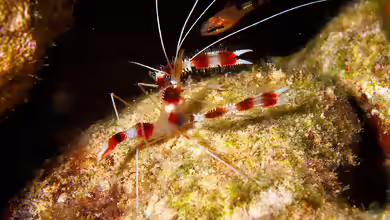Stenopus hispidus im Aquarium halten