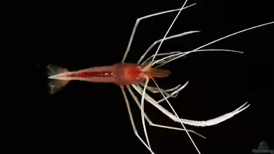 Stenopus pyrsonotus im Aquarium halten