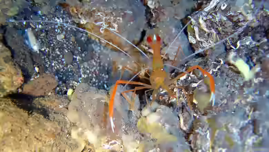 Stenopus spinosus im Aquarium halten