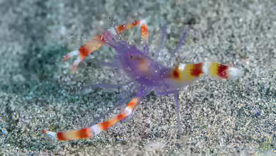 Stenopus tenuirostris im Aquarium halten