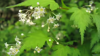 Stephanandra incisa im Garten pflanzen
