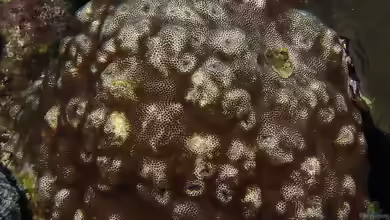 Stephanocoenia intersepta im Aquarium halten