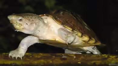 Sternotherus carinatus halten