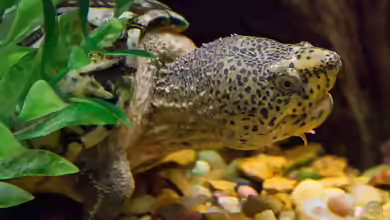 Sternotherus minor minor halten