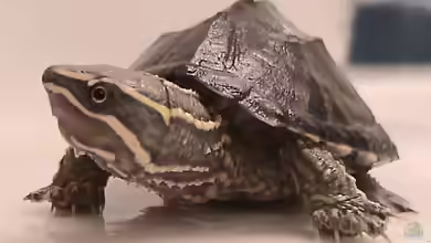 Sternotherus odoratus halten