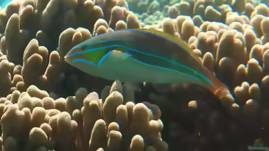 Stethojulis albovittata im Aquarium halten