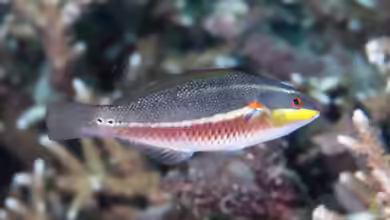 Stethojulis bandanensis im Aquarium halten