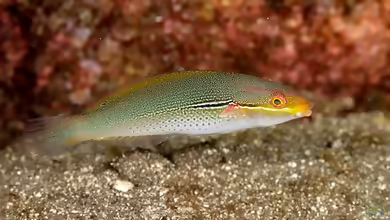 Stethojulis interrupta im Aquarium halten