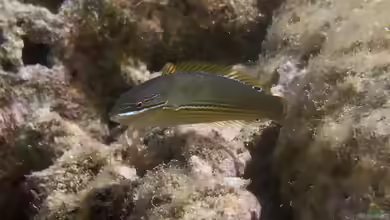 Stethojulis strigiventer im Aquarium halten