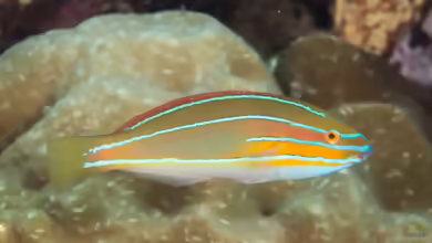 Stethojulis trilineata im Aquarium halten