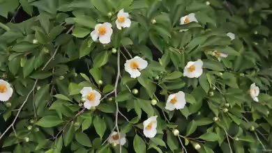 Stewartia pseudocamellia im Garten pflanzen