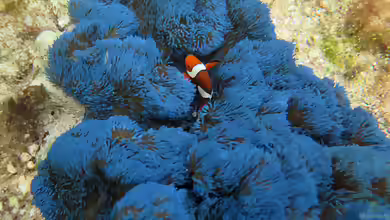 Stichodactyla gigantea im Aquarium halten