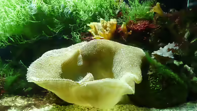 Stichodactyla haddoni im Aquarium halten