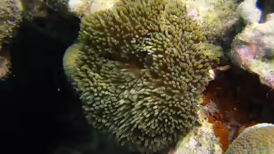 Stichodactyla helianthus im Aquarium halten