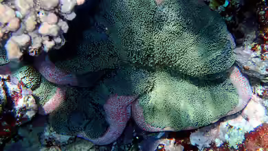Stichodactyla mertensii im Aquarium halten