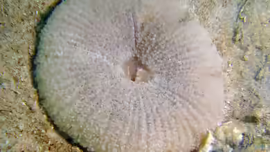 Stichodactyla tapetum im Aquarium halten