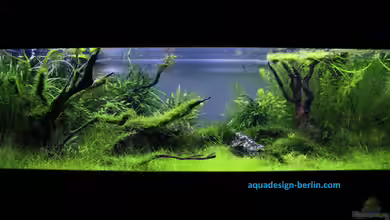 Stille Lichtung von OrangeBuschfisch