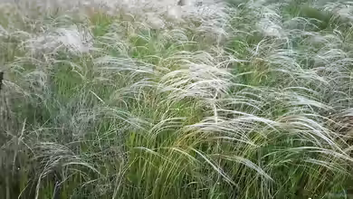 Stipa borysthenica am Gartenteich pflanzen