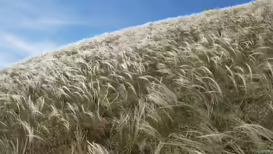 Stipa pennata im Garten pflanzen