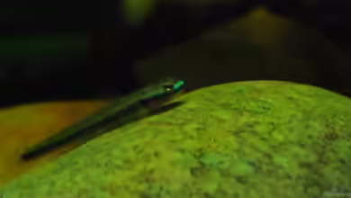 Stiphodon elegans im Aquarium halten