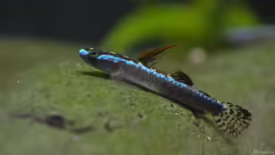 Stiphodon percnopterygionus im Aquarium halten