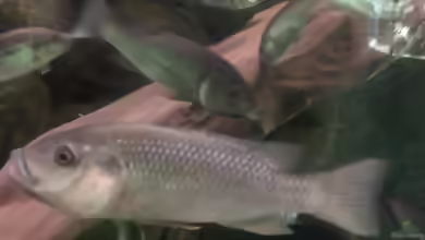 Stomatepia mongo im Aquarium halten
