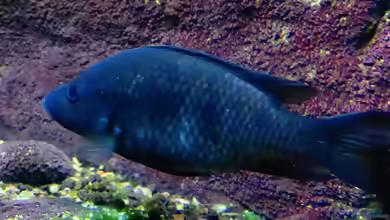 Stomatepia pindu im Aquarium halten