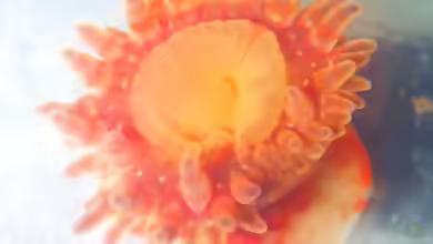 Stomphia coccinea im Aquarium halten