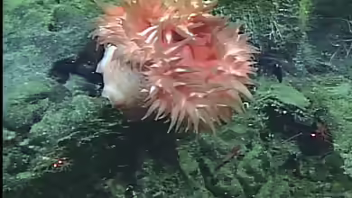 Stomphia didemon im Aquarium halten