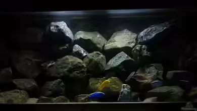 Stones of Malawi - Nicht mehr vorhanden von Poybuna