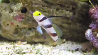 Stonogobiops nematodes im Aquarium halten