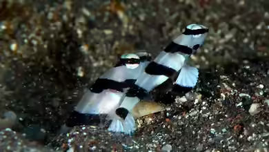 Stonogobiops pentafasciata im Aquarium halten