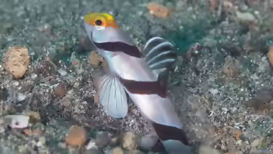 Stonogobiops xanthorhinica im Aquarium halten