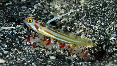 Stonogobiops yasha im Aquarium halten