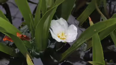 Stratiotes aloides - Die Krebsschere als natürlicher Wasserklärer