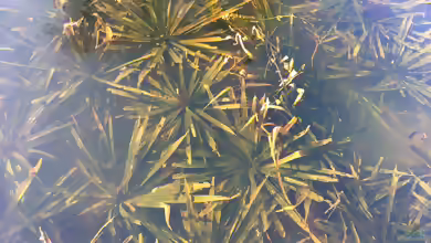 Stratiotes aloides am Gartenteich