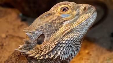 Streifenköpfige Bartagame im Terrarium halten