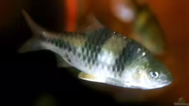 Striuntius lateristriga im Aquarium halten