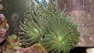 Strömung im Riffaquarium: Warum Korallen Bewegung brauchen