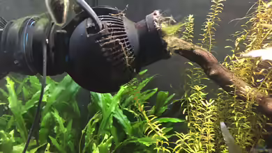 Strömungspumpen im Aquarium: Mehr Bewegung für gesunde Lebensräume