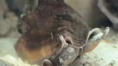 Strombus alatus im Aquarium halten