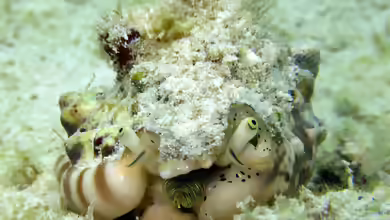 Strombus lentiginosus im Aquarium halten