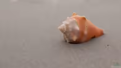 Strombus pugilis im Aquarium halten