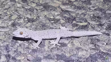 Strophurus williamsi im Terrarium halten