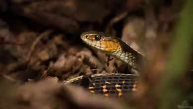 Strumpfbandnattern der Gattung Thamnophis: Haltung, Arten, Verhalten und Besonderheiten