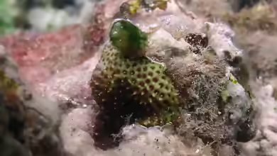 Stylocoeniella armata im Aquarium halten