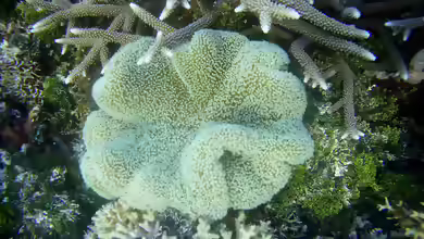 Stylocoeniella guentheri im Aquarium halten