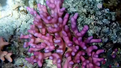 Stylophora pistillata im Aquarium halten